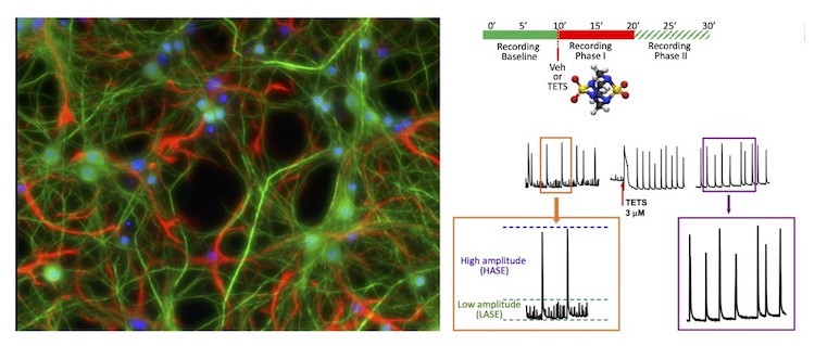 Mice hippocampal neurons and neuronal synchronized Ca2+ oscillations